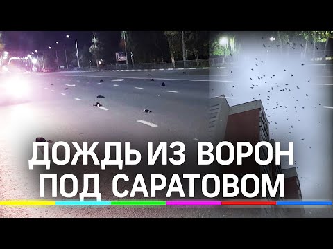 Мёртвые вороны падают с неба в Саратове: это птичий грипп?