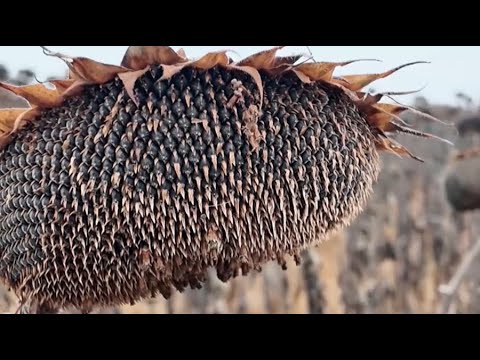 Урожай масличных в Костанайской области вырос в полтора раза