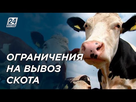 Ограничения на вывоз КРС: фермеры терпят убытки