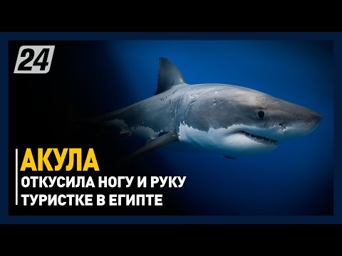 Акула откусила ногу и руку туристке в Египте. Жуткие кадры