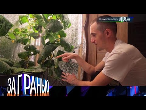 За гранью 2025 | По самые помидоры Full HD