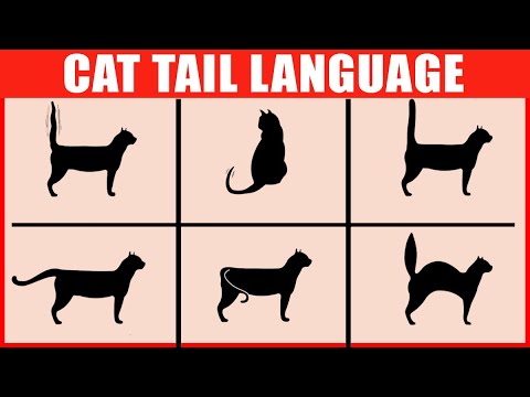 How to Read Your Cat&#039;s Tail Language