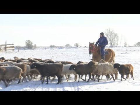 Бывший госслужащий развивает племенное животноводство в Костанайской области