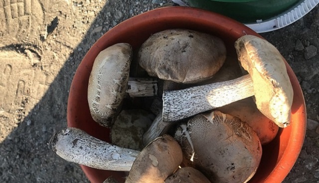 Первые грибы пошли в Костанайской области