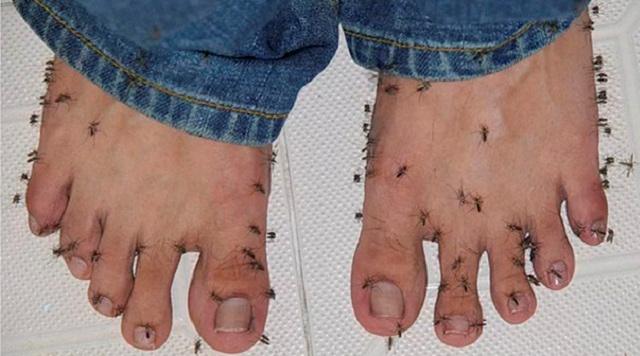 Комары реагируют на запах ног, а не на определенную группу крови