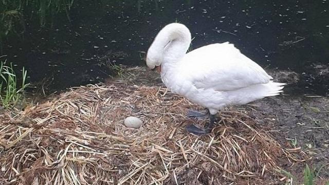 Самка лебедя погибла после того, как вандалы разбили ее яйца