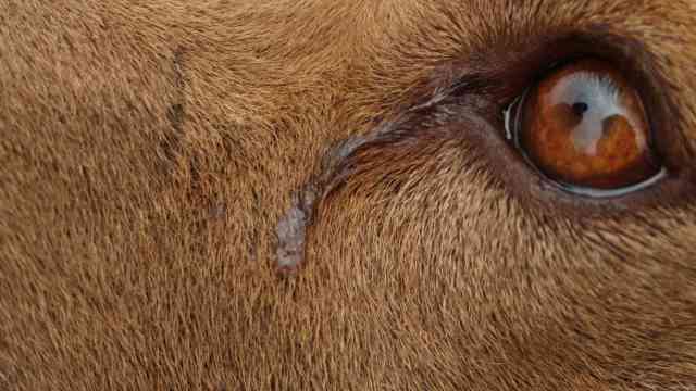 Живодеры из Тараза выкололи собаке глаза и обезглавили щенят