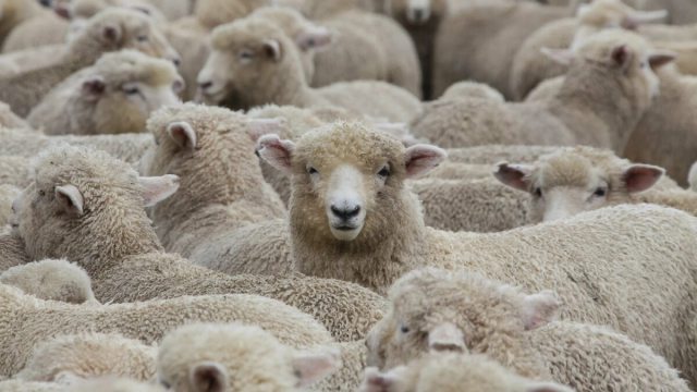 Видео: Стадо овец погибло после дождя с градом в Казахстане
