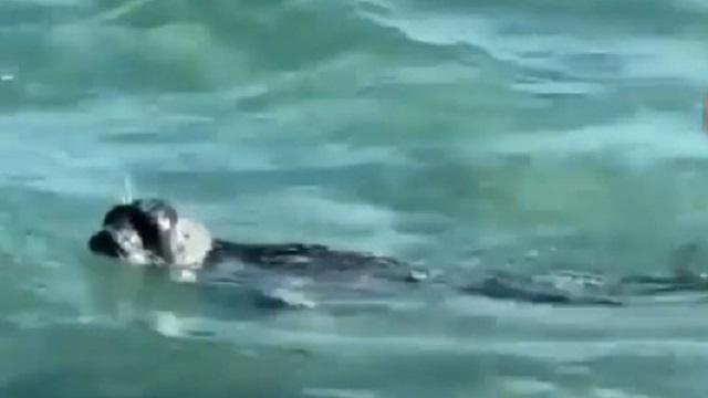 Видео: В Актау забросали камнями детеныша тюленя