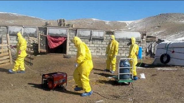 «Снова мясо сурка»: В Монголии зафиксирован новый случай бубонной чумы