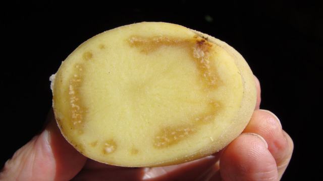 Партию гнилого картофеля не пропустили россияне в Костанайскую область