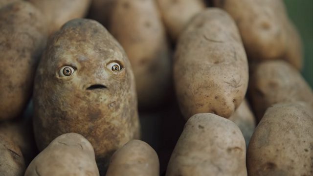 По какому признаку можно определить ядовитый картофель
