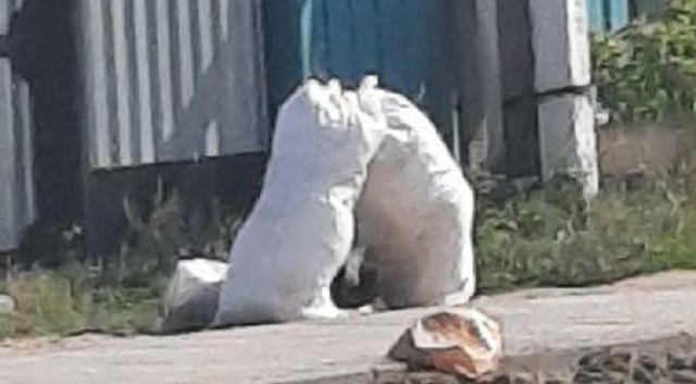 Собаки растаскивают: мусор не успевают вывозить в Костанае