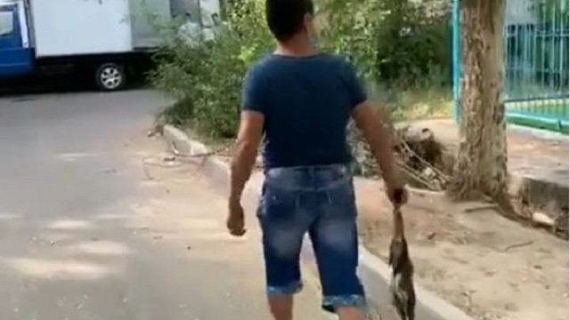 Видео: Убивший котенка живодер возмутил зоозащитников в Шымкенте