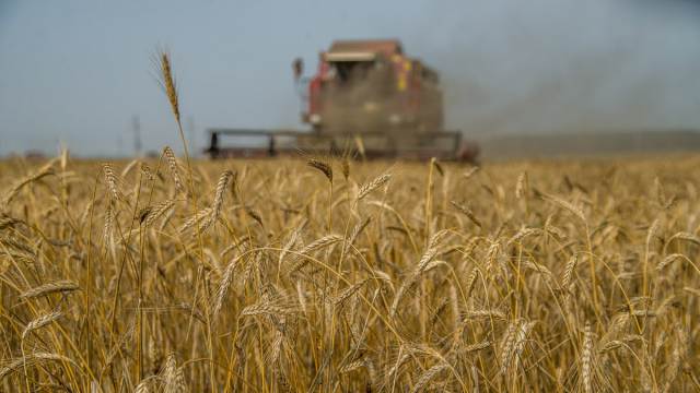 Урожай пшеницы в Казахстане может снизиться на треть