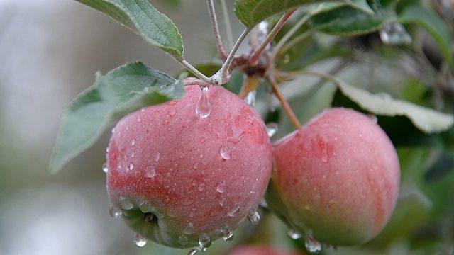 «Сохранили сад»: В Костанайской области можно купить яблоки без химии за 200 тенге
