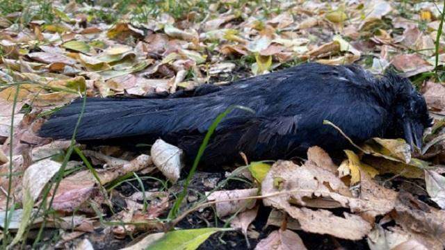 В СКО свирепствует птичий грипп: Петропавловск усыпан мертвыми птицами