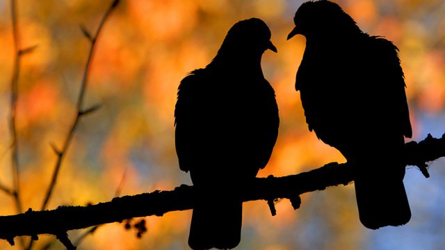 Увеличивается популяция краснокнижных птиц в Атырау