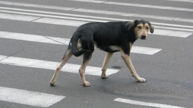 Намеренный наезд на собаку сняли на видео в Костанае