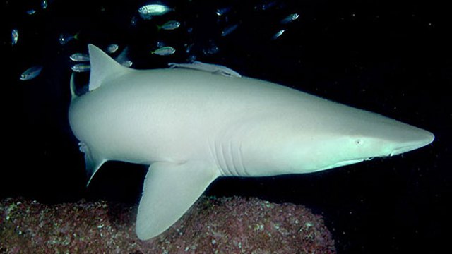 Рыбаки поймали редкую акулу-альбиноса