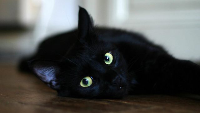 «Странные звуки и запах»: Кот помог найти труп пожилой хозяйки