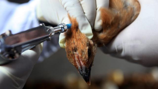 Сотни тысяч птиц вакцинировали против птичьего гриппа в Костанайской области