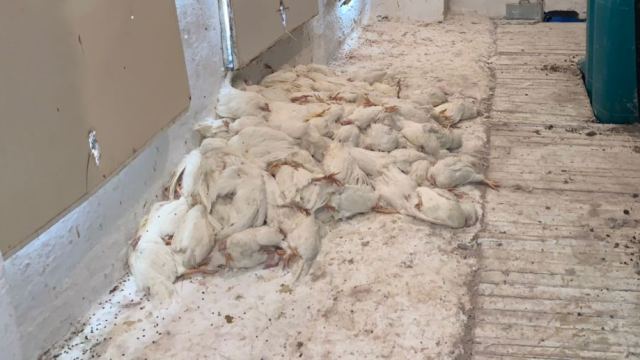 Видео: Владельцы Аркалыкской птицефабрики до сих пор не могут получить полную компенсацию