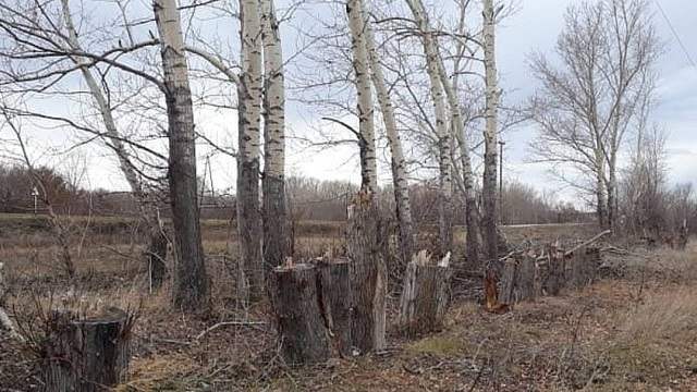 Более 300 деревьев вырубили неизвестные в ВКО