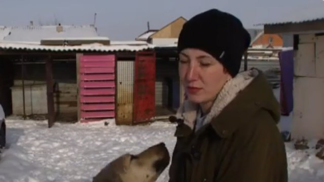 Скандальное дело об изнасиловании собак в Нур-Султане: зоозащитники обратились к Токаеву