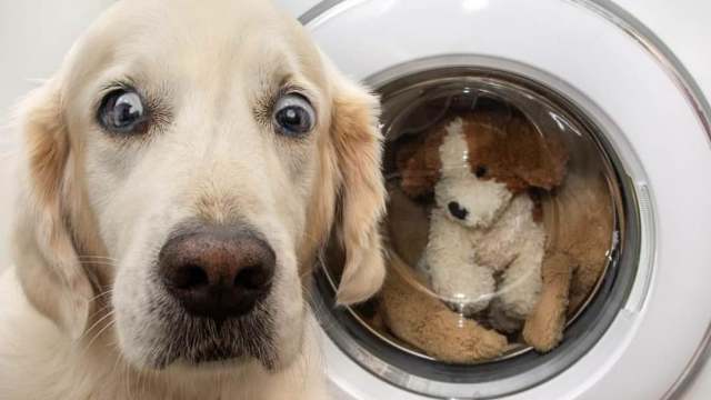 Россиянка держала в квартире более 120 собак