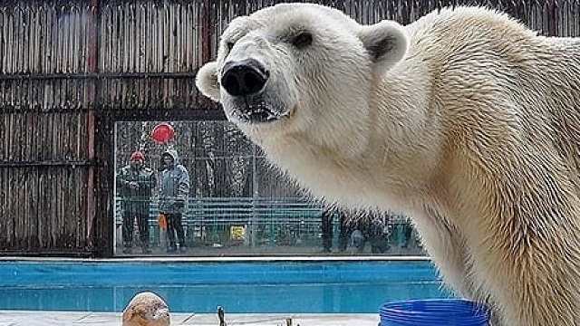 Единственный полярный медведь в Казахстане умер в зоопарке Алматы