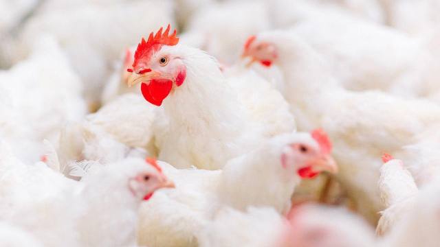 Куры гибнут голодной смертью на птицефабрике в Казахстане
