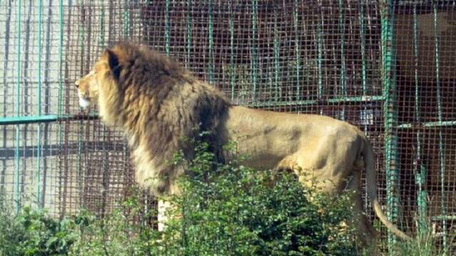 Четыре льва в зоопарке сдали положительный тест на коронавирус