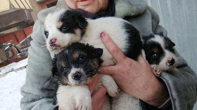 «Без добрых людей зиму они не переживут»: Хозяев для пятерых щенят ищет жительница Костаная