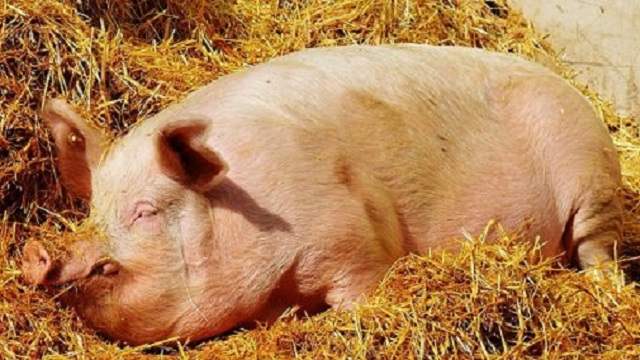 Несчастный сельчанин скончался от укуса агрессивной свиньи