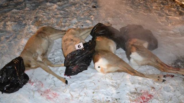 Убили и обезглавили четырёх косуль браконьеры недалеко от села Катанай