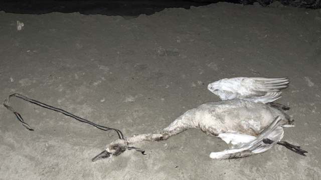 «Что случилось с людьми?» Неизвестные задушили лебедя в Казахстане