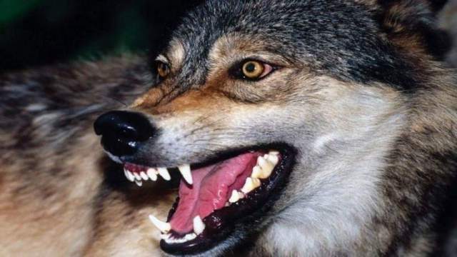 Сотрудники полиции ликвидировали напавшего на людей волка