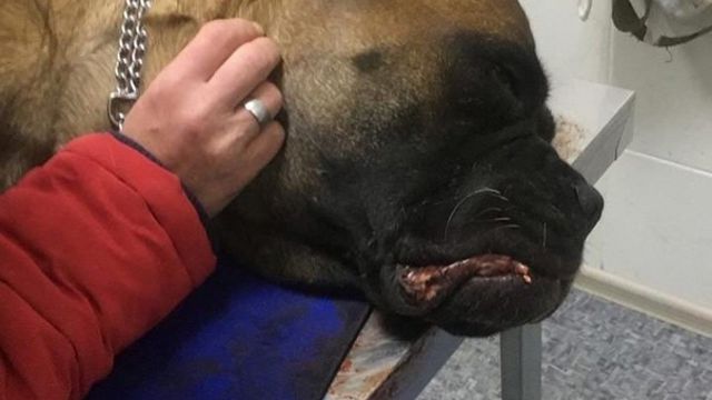 «Укусила»: Живодер издевался над соседской собакой в Карагандинской области
