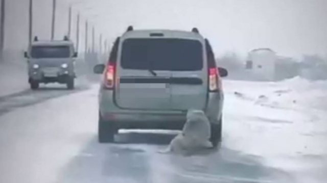 Видео: Привязанную к машине собаку протащили по дороге в Казахстане