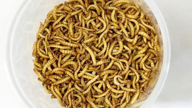 Жёлтые мучные черви признаны пригодными для употребления в пищу
