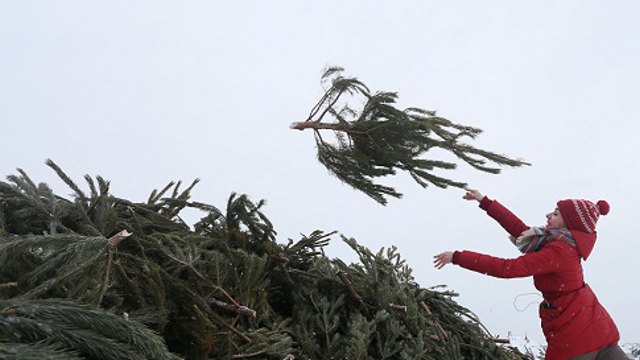 Выброшенные новогодние ёлки будут собирать до марта в Костанае