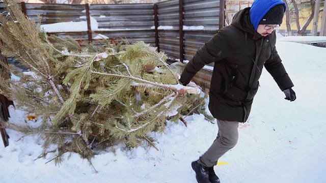 «Ёлочка, прощай!» В Костанае собирают отслужившие новогодние ели