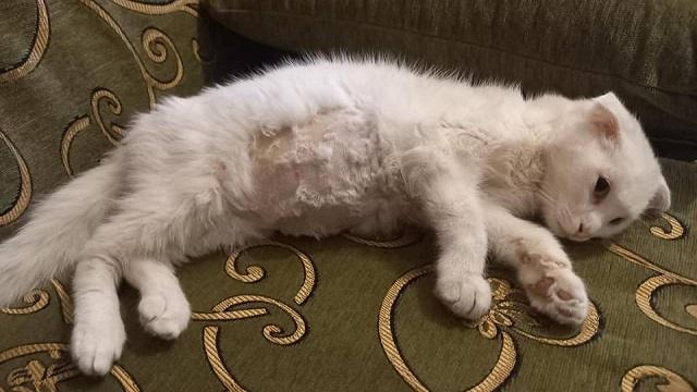 «Человеку не передается»: В Казахстане кот заболел коронавирусом