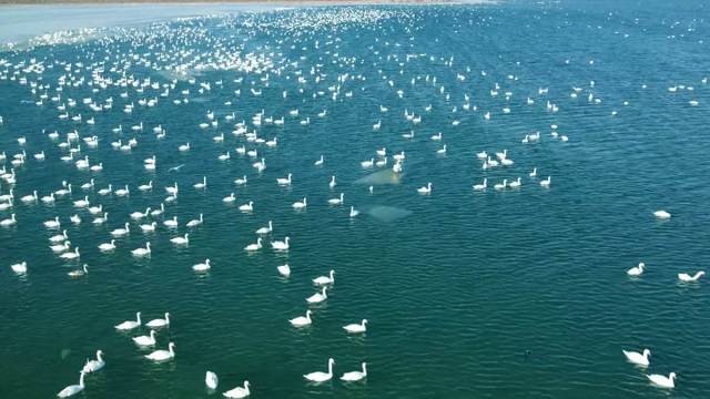 «Неописуемое зрелище»: Тысячи лебедей сняли на видео в Актау
