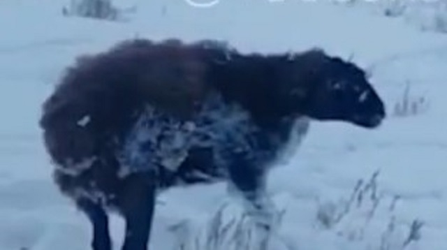 Видео: В степи Казахстана насмерть замерзла овца