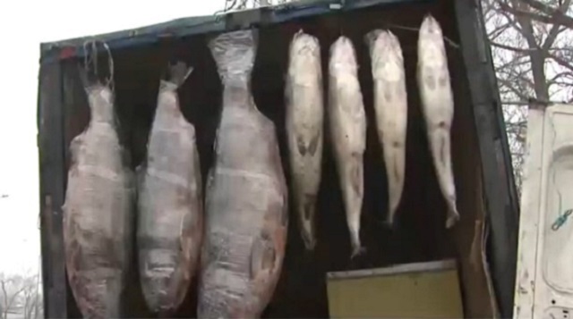 Видео: Рыбу необычного вида и размера нелегально продавали в Алматы