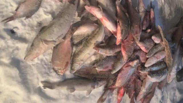 300 килограммов рыбы изъяли полицейские у браконьеров в Казахстане