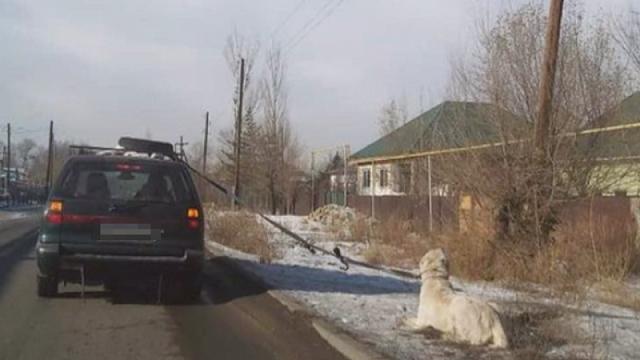«Пена изо рта»: Казахстанец перевозил собаку, привязав ее к автомобилю