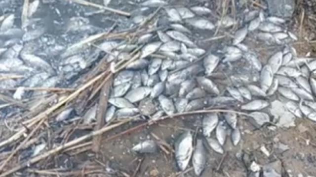 «Экологи бьют тревогу»: Рыба массово гибнет под Карагандой